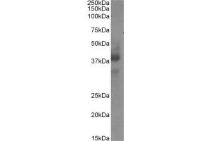Western Blot using anti-CD34 antibody My10. (Recombinant CD34 antibody)