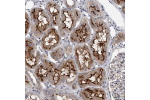 Immunohistochemical staining of human kidney with CLSTN2 polyclonal antibody  shows strong membranous positivity in cells of tubules. (Calsyntenin 2 antibody)