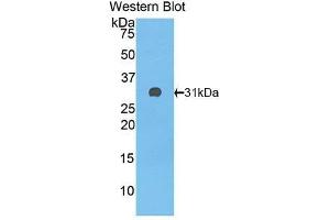 Western Blotting (WB) image for anti-Complement Factor H (CFH) (AA 915-1156) antibody (ABIN3208199)