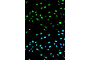 Immunofluorescence analysis of MCF7 cell using LETMD1 antibody. (LETMD1 antibody  (AA 161-360))