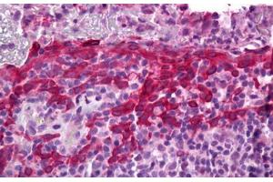 Anti-PTGES antibody IHC staining of human tonsil. (Prostaglandin E Synthase antibody)