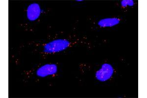 Proximity Ligation Analysis of protein-protein interactions between PLCG2 and PLCG1. (Phospholipase C gamma 2 antibody  (AA 1-1265))