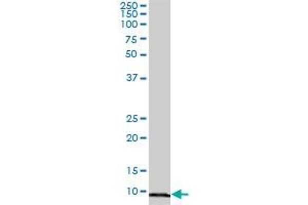 COX5B antibody  (AA 1-129)
