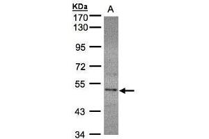 WB Image Sample (30μg whole cell lysate) A:HeLa S3, 7. (SEPHS2 antibody)
