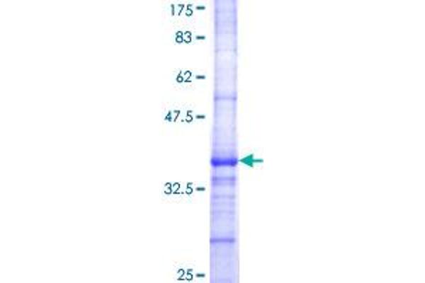 FGF11 Protein (AA 15-103) (GST tag)