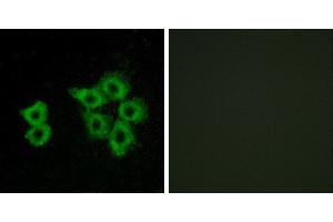 Peptide - +Western blot analysis of extracts from 293 cells, using AGTRL1 antibody. (Apelin Receptor antibody)
