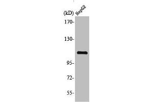 Western Blot analysis of HuvEc cells using TFIIIC110 Polyclonal Antibody (GTF3C2 antibody  (N-Term))