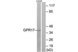 Western Blotting (WB) image for anti-G Protein-Coupled Receptor 17 (GPR17) (AA 221-270) antibody (ABIN2890868) (GPR17 antibody  (AA 221-270))