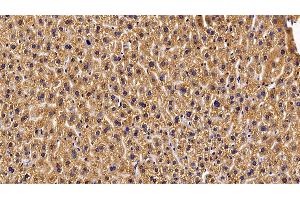 Detection of GHR in Mouse Liver Tissue using Polyclonal Antibody to Growth Hormone Receptor (GHR) (Growth Hormone Receptor antibody  (AA 36-266))