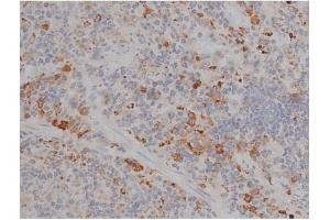 ABIN6256514 and ABIN6267359 at 1/200 staining Rat spleen tissue sections by IHC-P. (tau antibody  (pThr231, pThr548))
