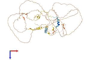 Family with Sequence Similarity 222, Member B (FAM222B) (AA 1-562) protein (His tag)