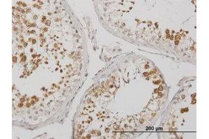 Image no. 1 for anti-Bol, Boule-Like (BOLL) (AA 185-284) antibody (ABIN599301) (BOLL antibody  (AA 185-284))