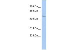 PPOX antibody used at 1 ug/ml to detect target protein.