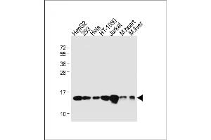 Western Blotting (WB) image for anti-Ring-Box 1, E3 Ubiquitin Protein Ligase (RBX1) (AA 74-108), (C-Term) antibody (ABIN1944784)