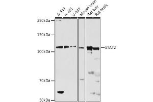 Western blot analysis of extracts of various cell lines, using ST antibody (ABIN7270304) at 1:500 dilution. (STAT2 antibody  (AA 650-750))
