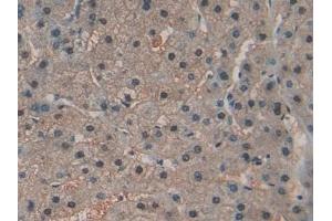 Immunohistochemistry (IHC) image for anti-Ribonuclease, RNase A Family, 4 (RNASE4) (AA 30-147) antibody (ABIN7435394)