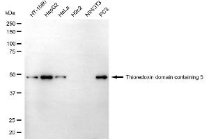 Western blotting analysis using thioredoxin domain containing 5 antibody (ABIN7800542). (TXNDC5 antibody)