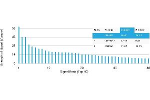 Protein Array (PAr) image for anti-Corticotropin Releasing Hormone Receptor 1 (CRHR1) antibody (ABIN7455996) (CRHR1 antibody)