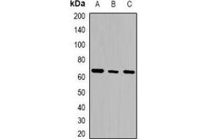 Western blot analysis of GTPBP2 expression in THP1 (A), K562 (B), Jurkat (C) whole cell lysates.