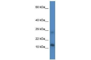 Western Blot showing Lyrm4 antibody used at a concentration of 1. (LYRM4 antibody  (Middle Region))