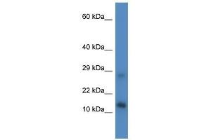 Western Blot showing Lyrm4 antibody used at a concentration of 1. (LYRM4 antibody  (Middle Region))