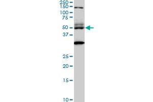 Western Blotting (WB) image for anti-Double-stranded RNA-binding protein Staufen homolog 2 (STAU2) (AA 2-90) antibody (ABIN565316)