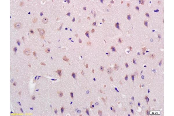 Acylglycerol Kinase antibody  (AA 335-422)