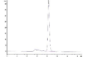 The purity of Mouse CLEC4A/DCIR is greater than 95 % as determined by SEC-HPLC. (CLEC4A Protein (AA 70-238) (Fc Tag))