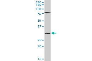 SGTA MaxPab rabbit polyclonal antibody. (SGTA antibody  (AA 1-313))