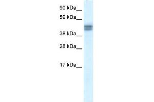 WB Suggested Anti-SAP30BP Antibody Titration:  0. (SAP30BP antibody  (N-Term))