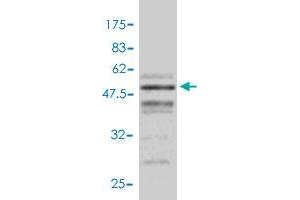 Western Blot detection against Immunogen (48. (VEGFB antibody  (AA 1-207))