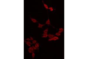 ABIN6274858 staining LOVO by IF/ICC. (Apolipoprotein L 4 antibody)