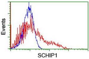 Flow Cytometry (FACS) image for anti-Schwannomin Interacting Protein 1 (SCHIP1) antibody (ABIN1500823) (SCHIP1 antibody)