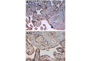 Immunohistochemistry of Rabbit Anti-AuroraB pT232 Antibody. (Aurora Kinase B antibody  (pThr232))