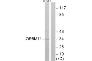 Western blot analysis of extracts from HUVEC cells, using OR5M11 antibody.