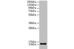 Western blot All lanes: TMEM141 antibody at 2 μg/mL + Hela whole cell lysate Secondary Goat polyclonal to rabbit IgG at 1/10000 dilution Predicted band size: 12 kDa Observed band size: 12 kDa (TMEM141 antibody  (AA 1-108))