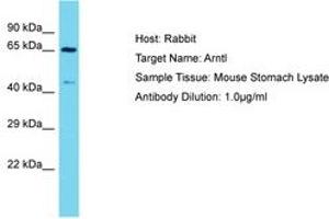 Image no. 1 for anti-Aryl Hydrocarbon Receptor Nuclear Translocator-Like (ARNTL) (AA 556-605) antibody (ABIN6750249) (ARNTL antibody  (AA 556-605))