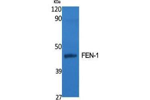 Western Blot (WB) analysis of specific cells using FEN-1 Polyclonal Antibody.