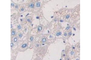 Figure. (CD11b antibody  (AA 301-451))