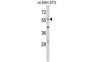 Image no. 1 for anti-Early Growth Response 1 (EGR1) (N-Term) antibody (ABIN452942)