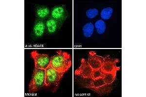 ABIN5539540 Immunofluorescence analysis of paraformaldehyde fixed A431 cells, permeabilized with 0. (HDAC6 antibody  (C-Term))