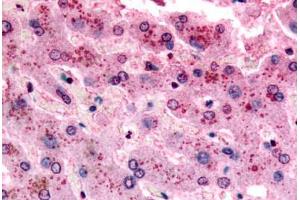 Human Liver (formalin-fixed, paraffin-embedded) stained with GPR153 antibody ABIN213427 at 17 ug/ml followed by biotinylated goat anti-rabbit IgG secondary antibody ABIN481713, alkaline phosphatase-streptavidin and chromogen. (GPR153 antibody  (C-Term))