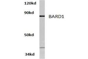 <b>Western blot</b> analysis of BARD1 Antibody in extracts from HeLa cells at 1/500 dilution. (BARD1 antibody)