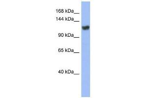 ZNF423 antibody used at 0.