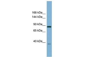 WB Suggested Anti-FAM62C Antibody Titration:  0. (ESYT3 antibody  (Middle Region))