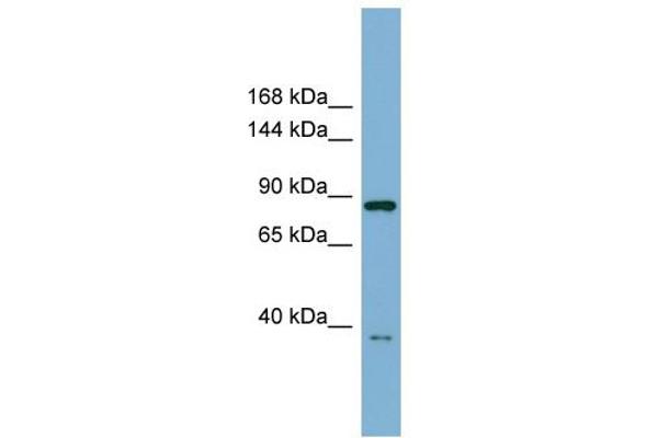 ESYT3 antibody  (Middle Region)