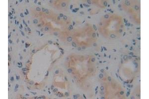 Detection of VNN1 in Human Kidney Tissue using Polyclonal Antibody to Vanin 1 (VNN1) (VNN1 antibody  (AA 389-497))