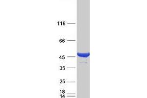 Validation with Western Blot (Cytohesin 2 Protein (CYTH2) (Transcript Variant 1) (Myc-DYKDDDDK Tag))