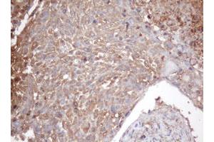 Image no. 1 for anti-Proteasome Subunit alpha 2 (PSMA2) (AA 50-234) antibody (ABIN1491567) (PSMA2 antibody  (AA 50-234))