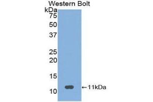Western Blotting (WB) image for anti-Neuropeptide S (NPS) (AA 26-89) antibody (ABIN1860044) (NPS antibody  (AA 26-89))